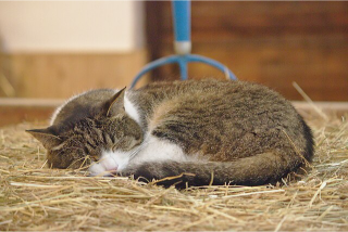 un gatto che dorme sulla paglia se i gatti scomparissero dal mondo