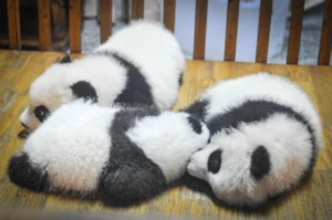 cuccioli di panda che dormono