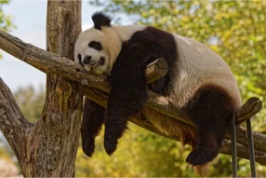 coccolatore di panda che osserva un panda sull'albero