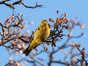 1 gennaio leggerezza uccello Western tanager in Chelsea, New York City. This bird popped up on a residential street in December 2020, far outside its normal range (out west) licenza CC