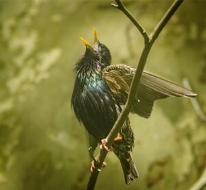 Storno comune (Sturnus vulgaris) maschio che canta appollaiato su un ramo