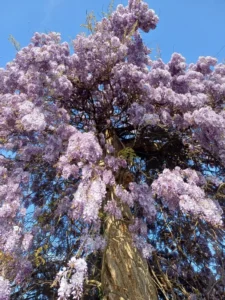 Particolare dell'albero di glicine di Peveragno