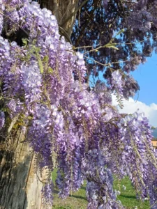 Dettaglio dell'albero fiorito di glicine a Peveragno.