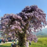 Il glicine fiorito di Peveragno.