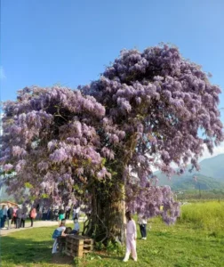 Il glicine fiorito di Peveragno.