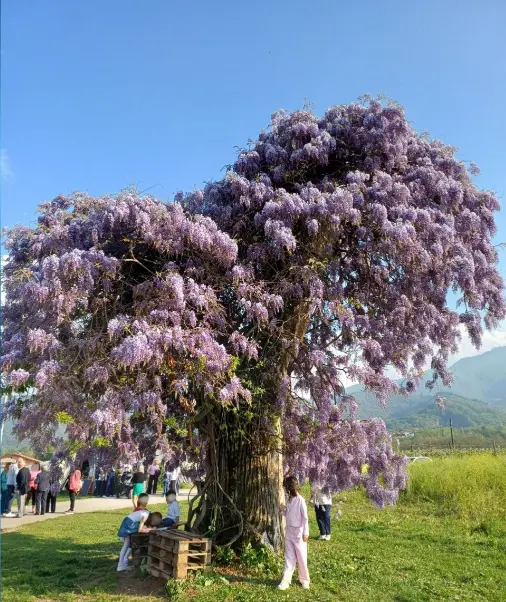 Il glicine fiorito di Peveragno.