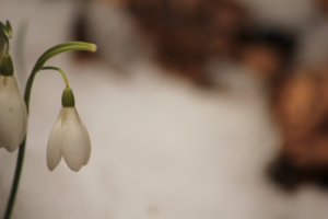 Un libro si trasforma in un archivio di suoni stupefacenti, come quelli della Natura