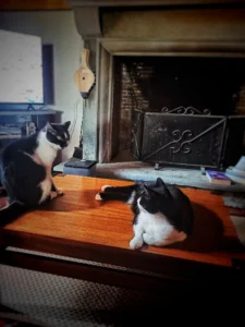 lila e Lenù le gatte del bed and bookfast