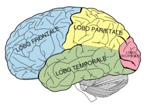 Raffigurazione schematica del cervello umano, con evidenziati i quattro lobi cerebrali. Visibili anche altre strutture dell'encefalo