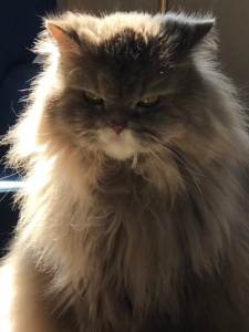Gatto persiano grigio in atteggiamento di sfida