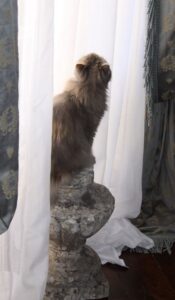Gatto persiano grigio che fissa vuoto