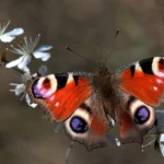 Peacock butterfly (Aglais io) 2.jpg
