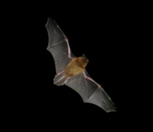 pipistrello in volo notturno