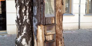 scorcio di un tronco