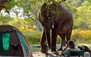 Un elefante vicino al campo del safari.