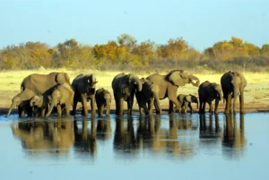 Elefanti in Africa vicino all'acqua.