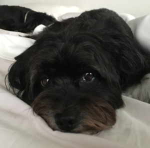 Cane nero di piccola taglia in atteggiamento di attesa