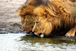 Leoni africani che si abbeverano.