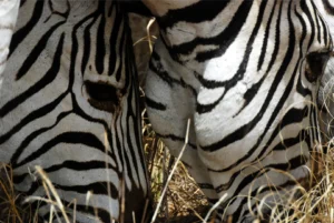 Zebre in primo piano.