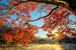 Albero in stagione autunnale con foglie arancioni