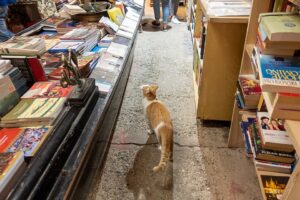 un gatto tra i libri