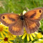Farfalla maschio Tidonia (Pyronia Tithonus)