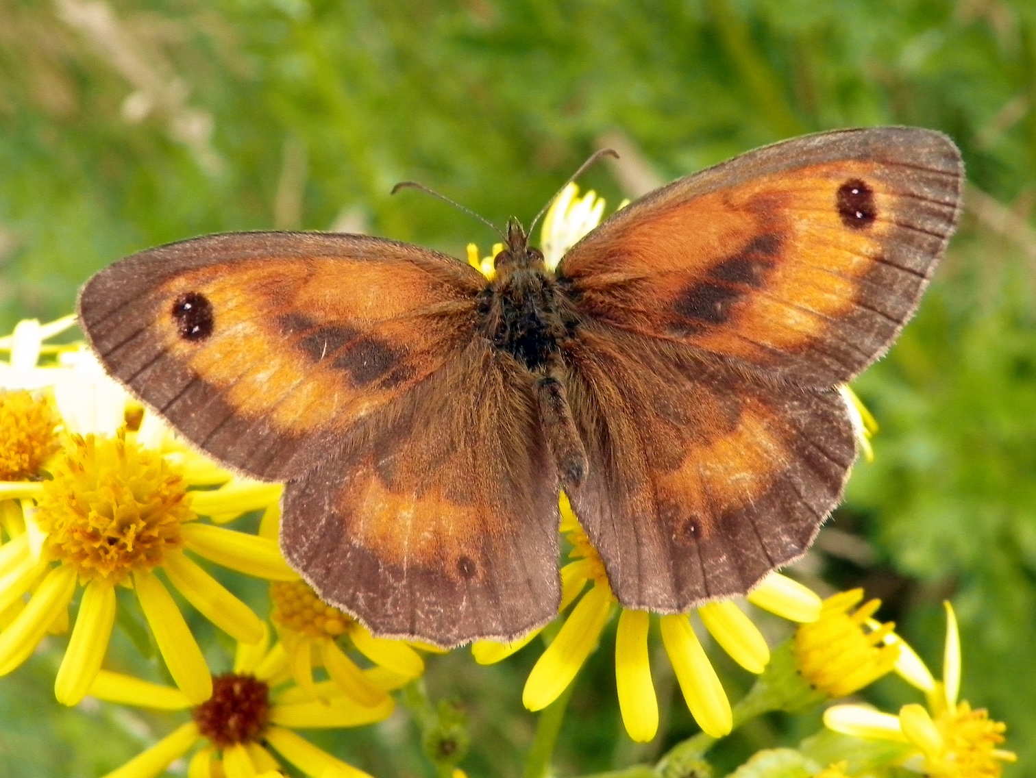 Farfalla maschio Tidonia (Pyronia Tithonus)
