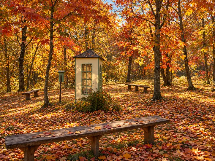 il teelfono del vento in autunno